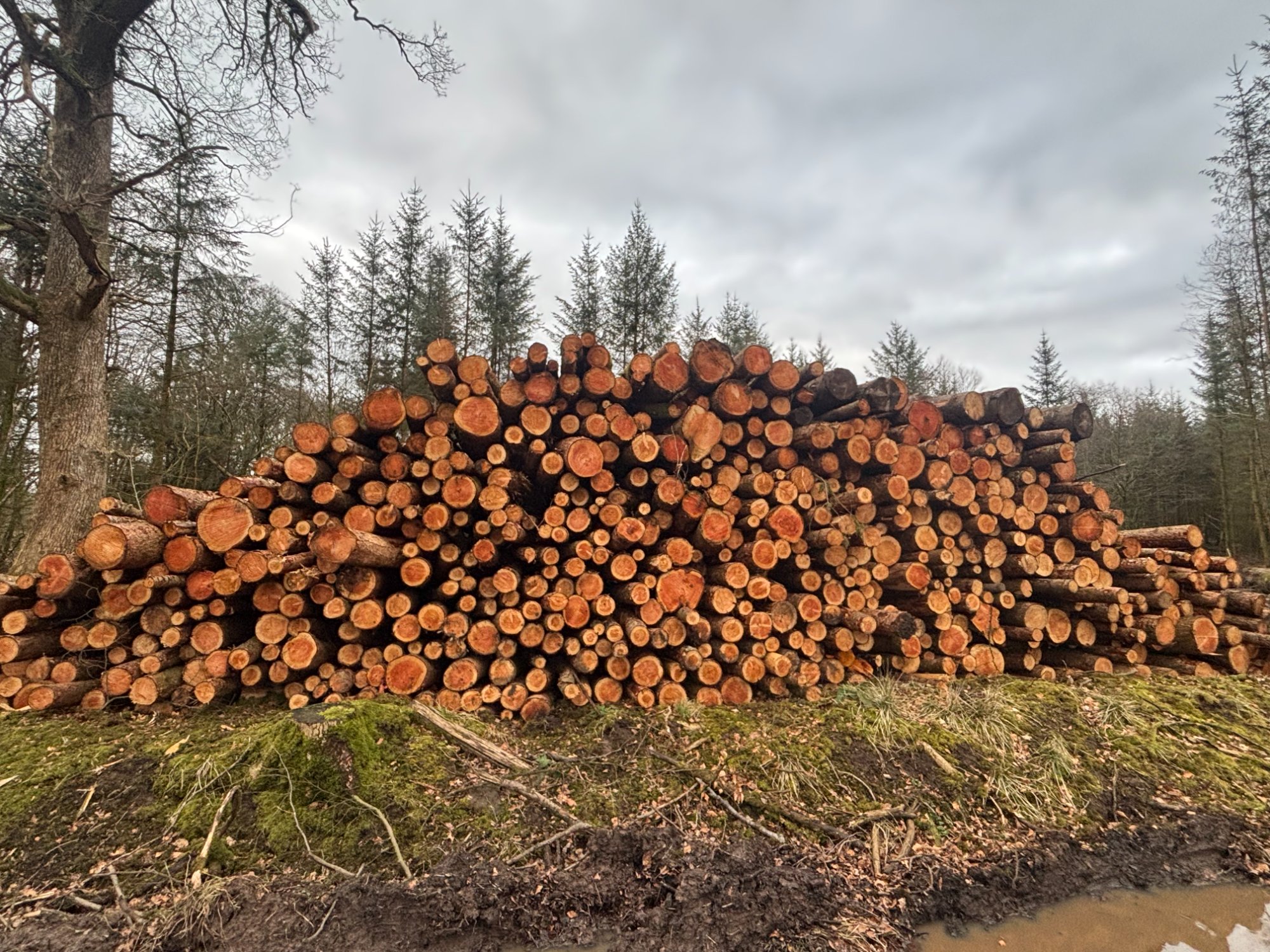 Softwood timber presented at roadside