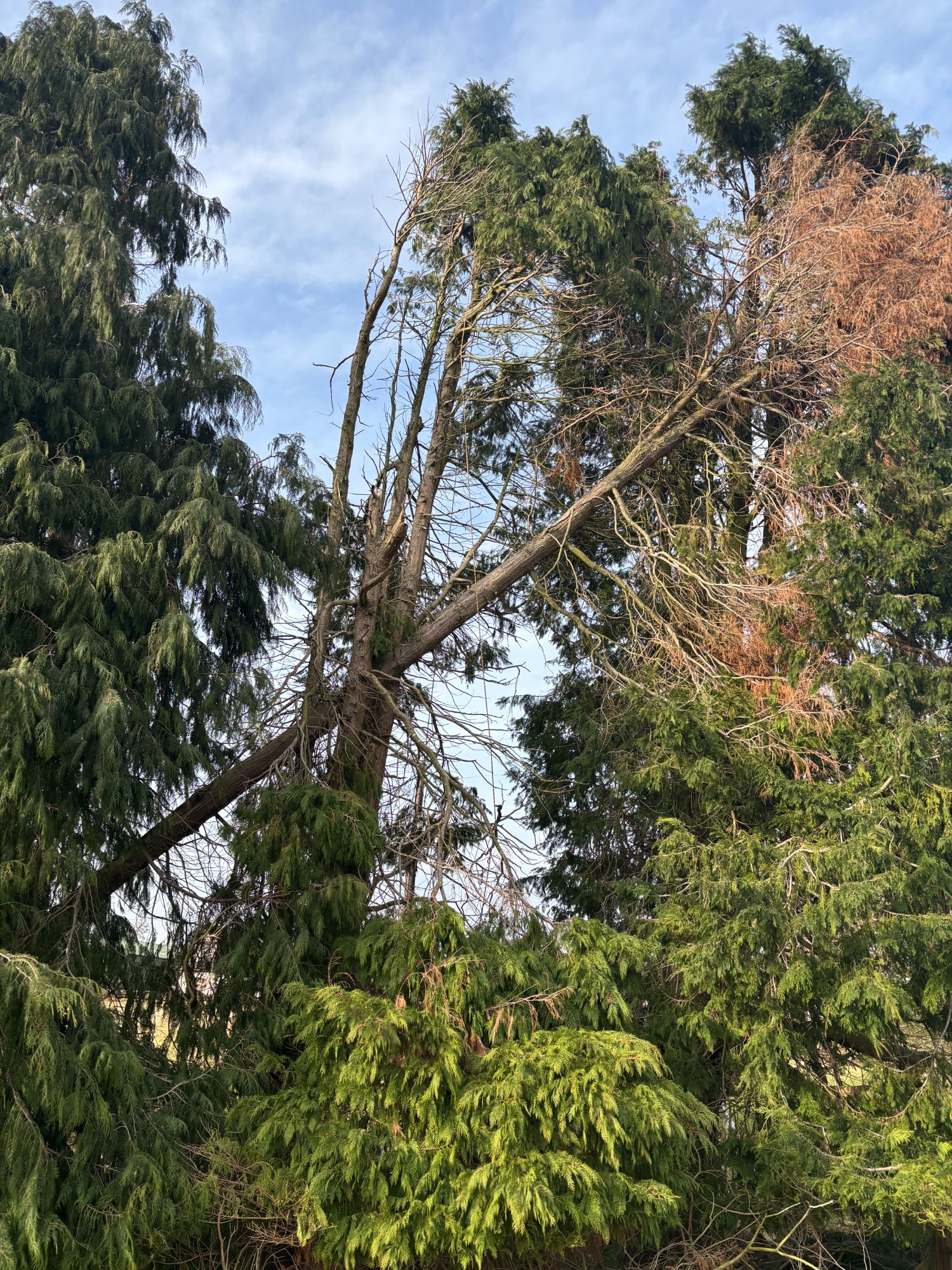 Storm damage clearance — before