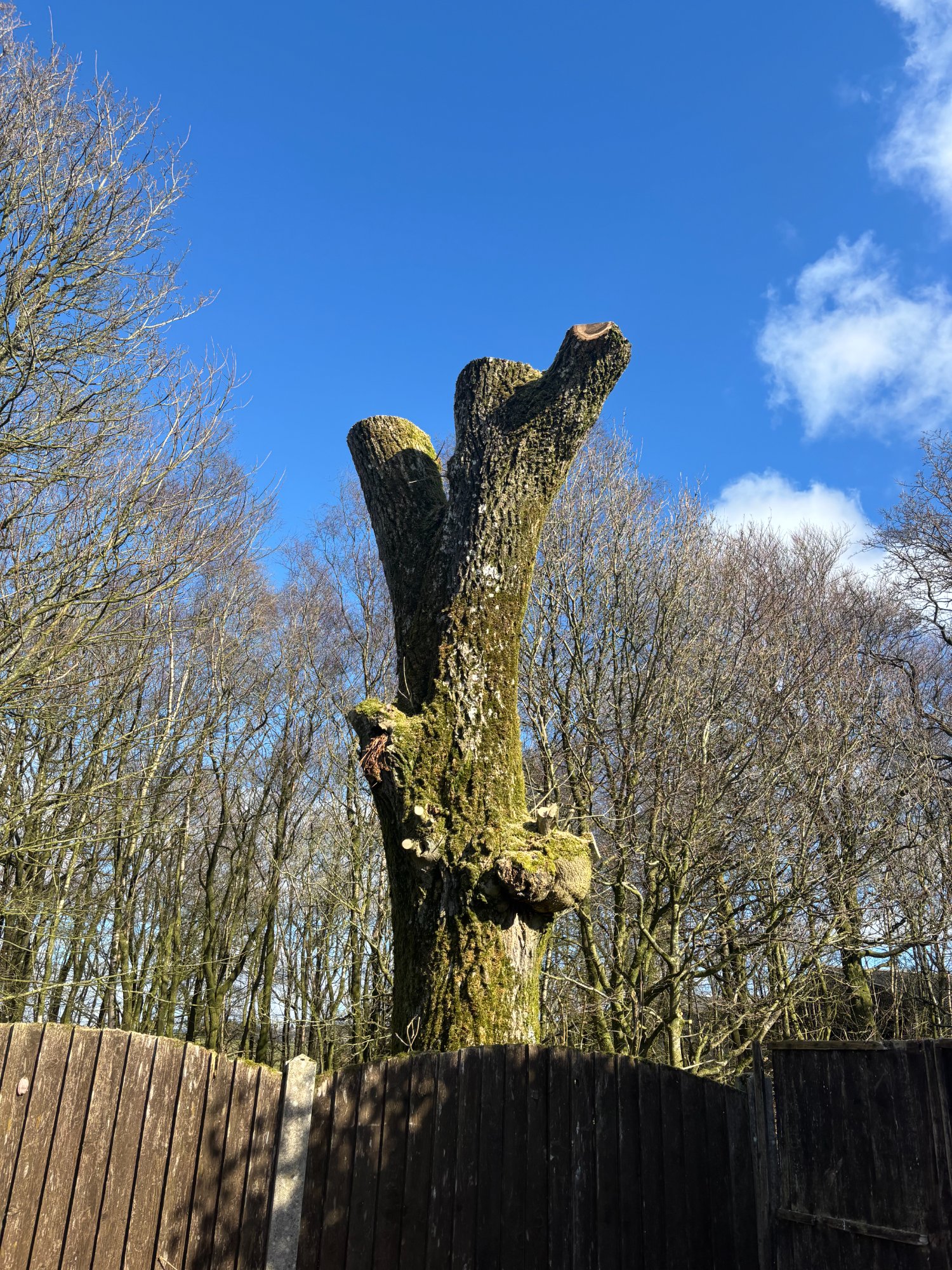 Ash dieback removal — after