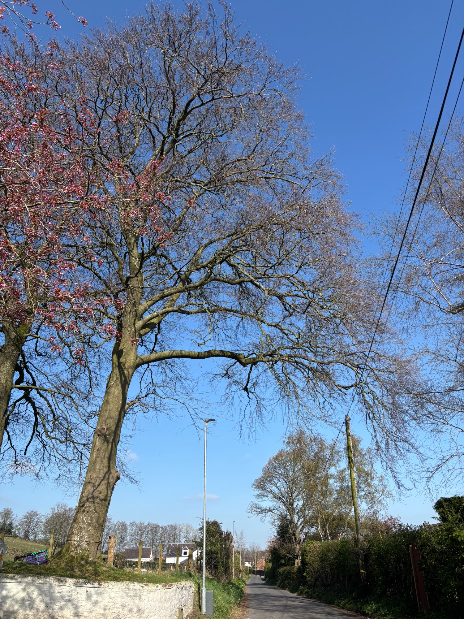 Beech tree uplift away from BT lines — before