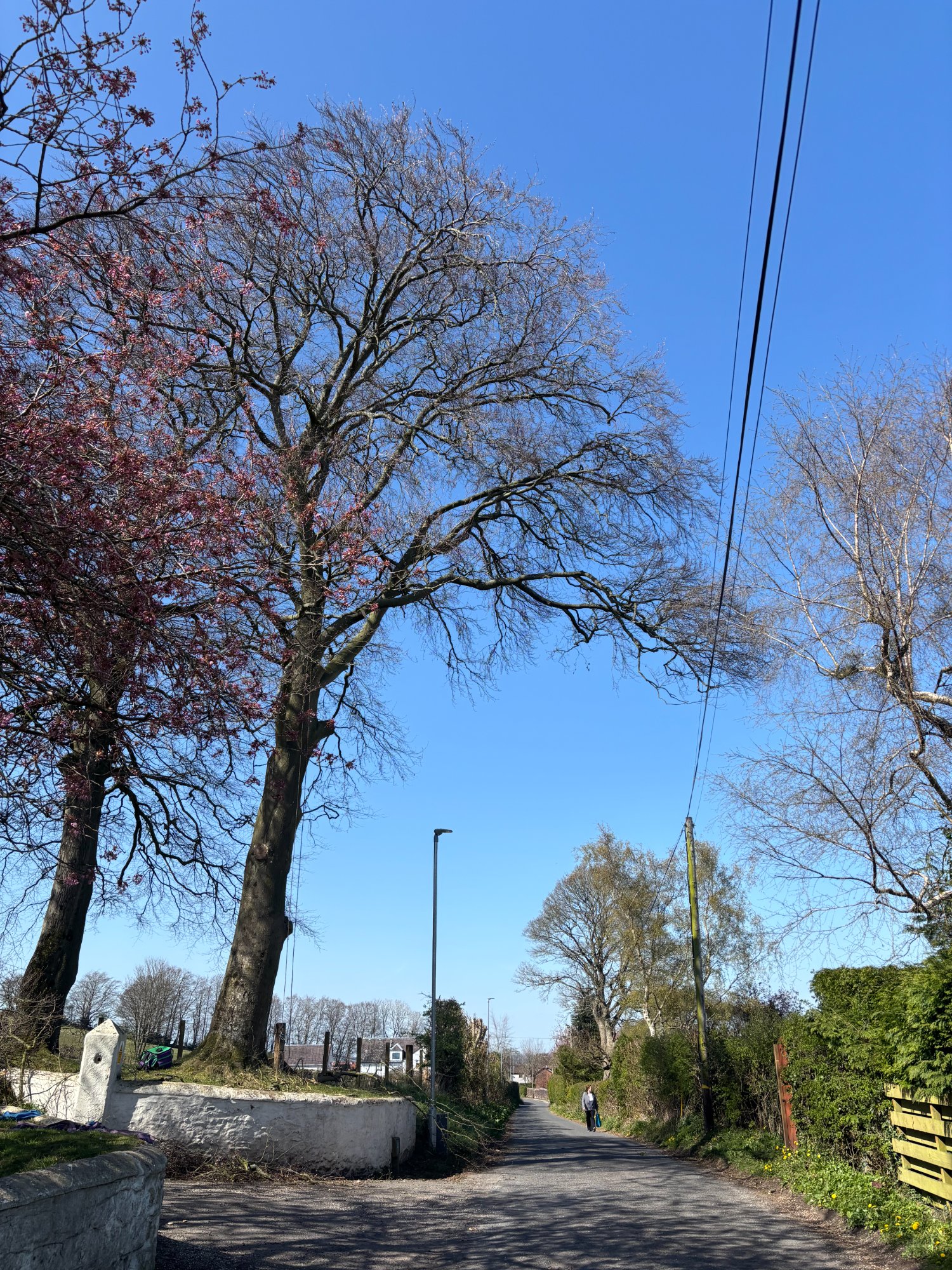 Beech tree uplift away from BT lines — after