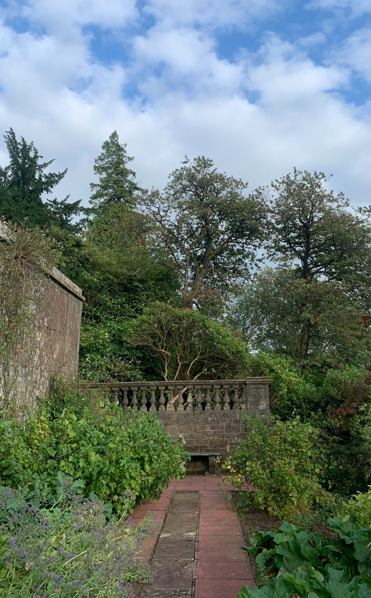 Goat willow removal — after