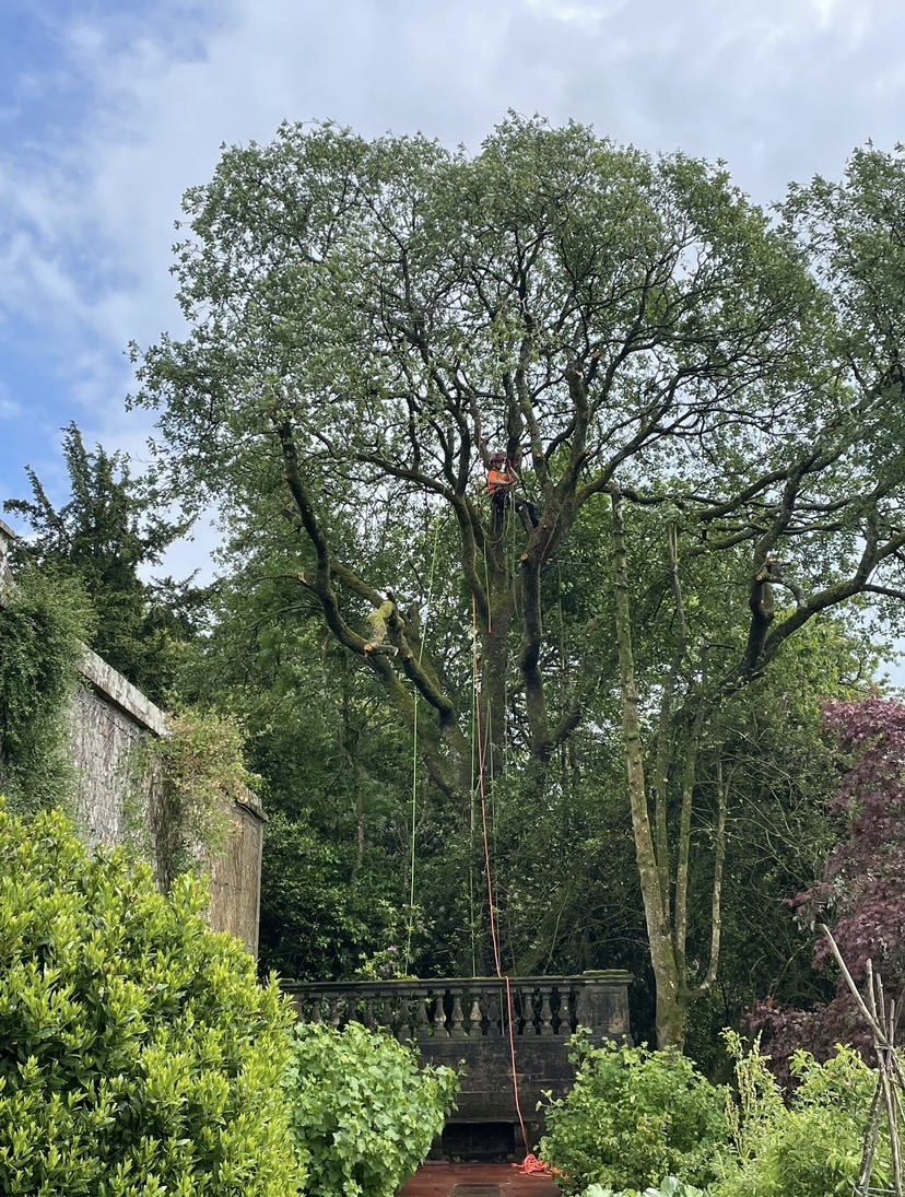 Goat willow removal in restricted space — during
