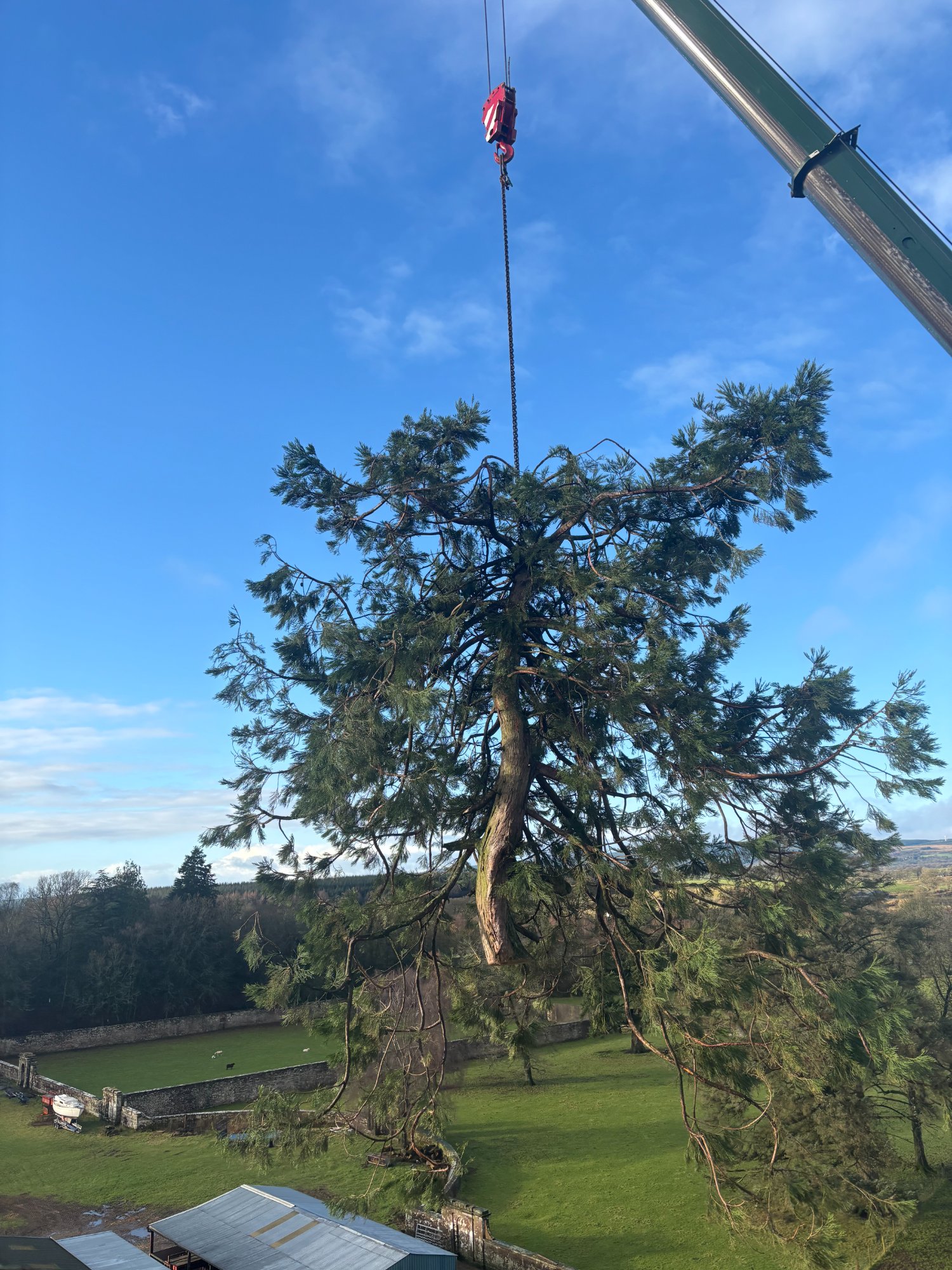 Crane-assisted redwood removal
