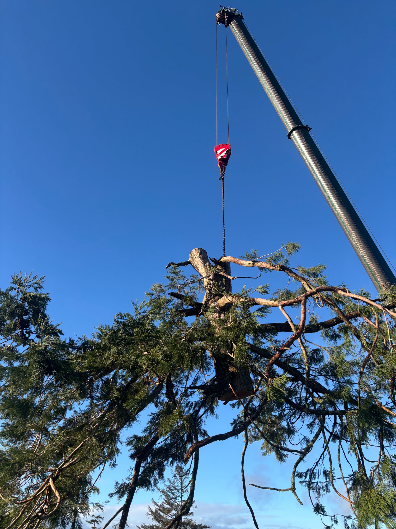 Redwood dismantling — crane sequence