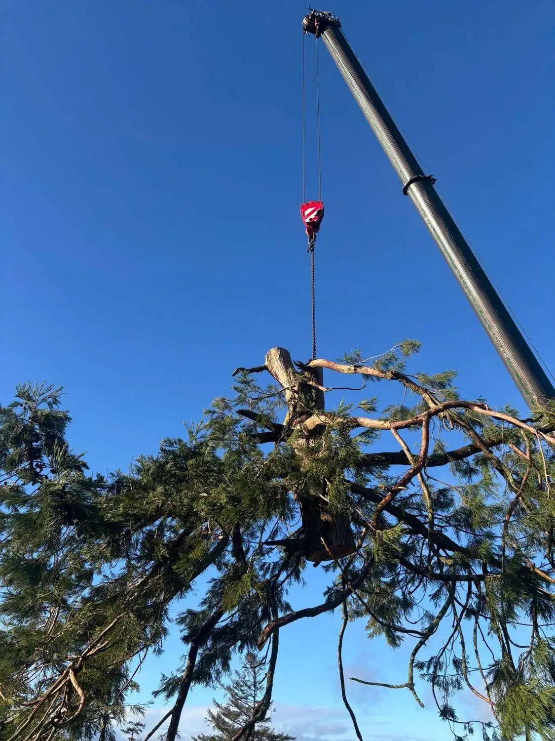 Redwood dismantling, crane sequence