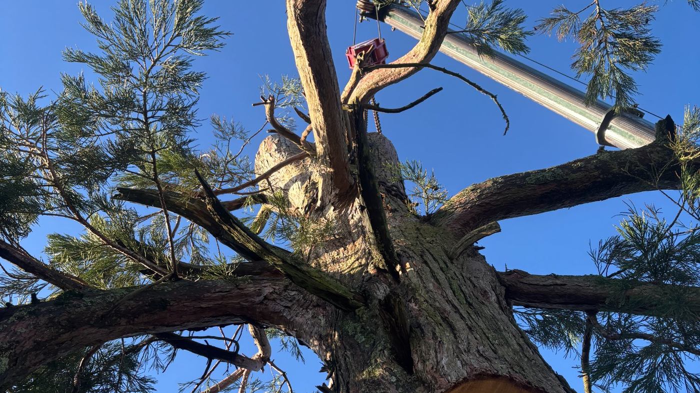 Crane-assisted large tree removal in Greater London