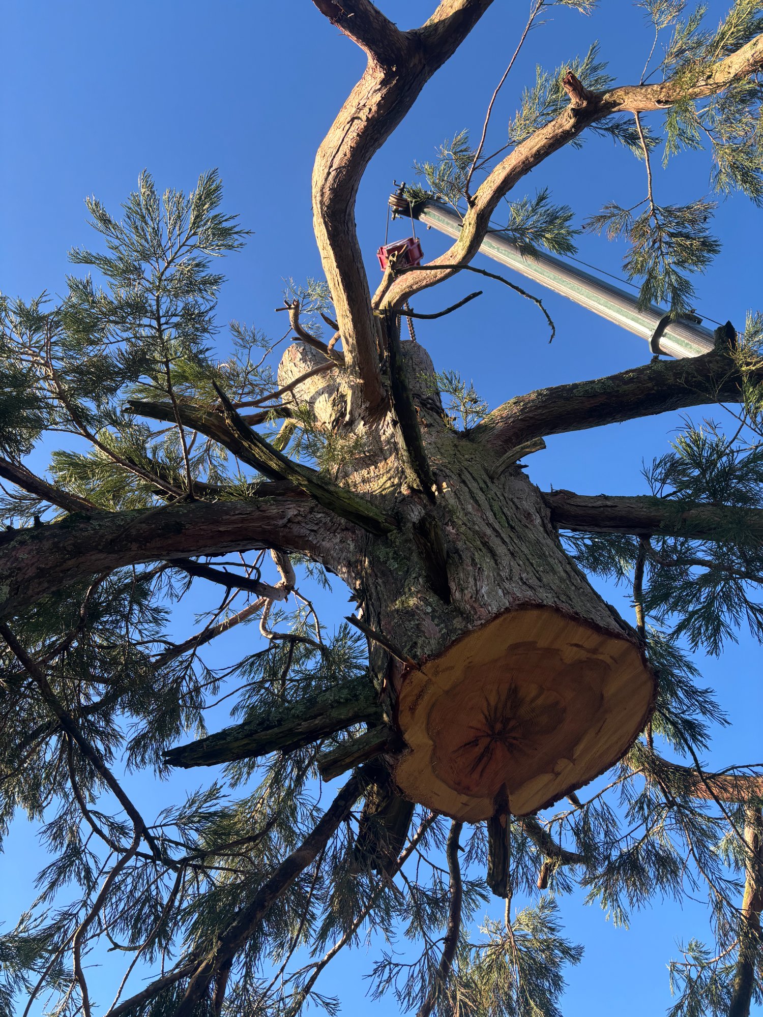 Crane-assisted tree dismantling