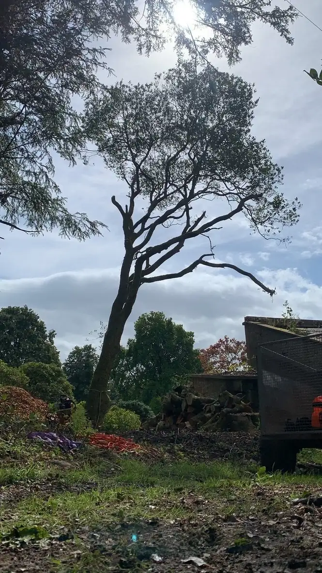 Large dead tree being dismantled and removed