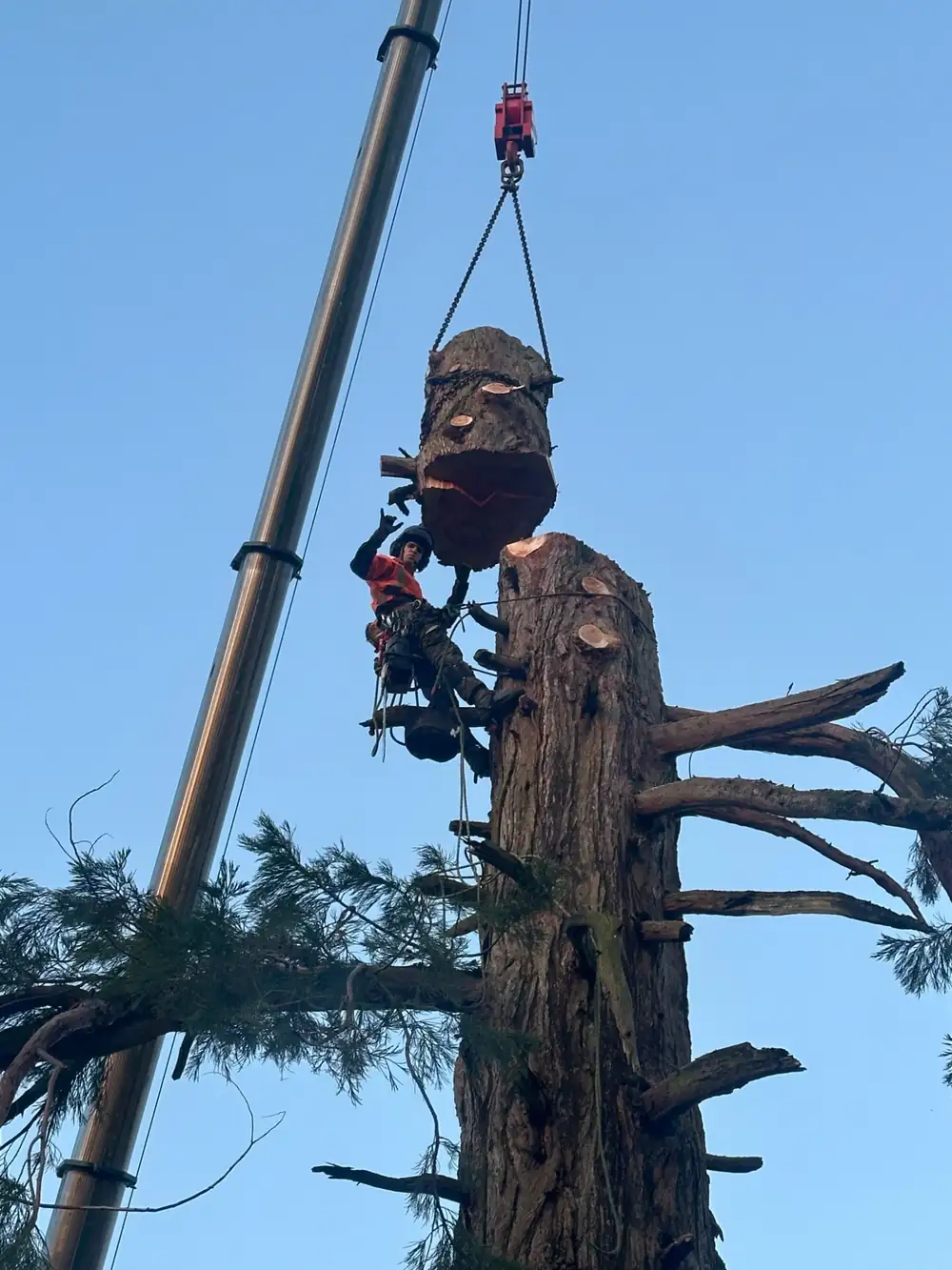 Crane lifting a cut stem section during a Ferguson Forestry tree removal