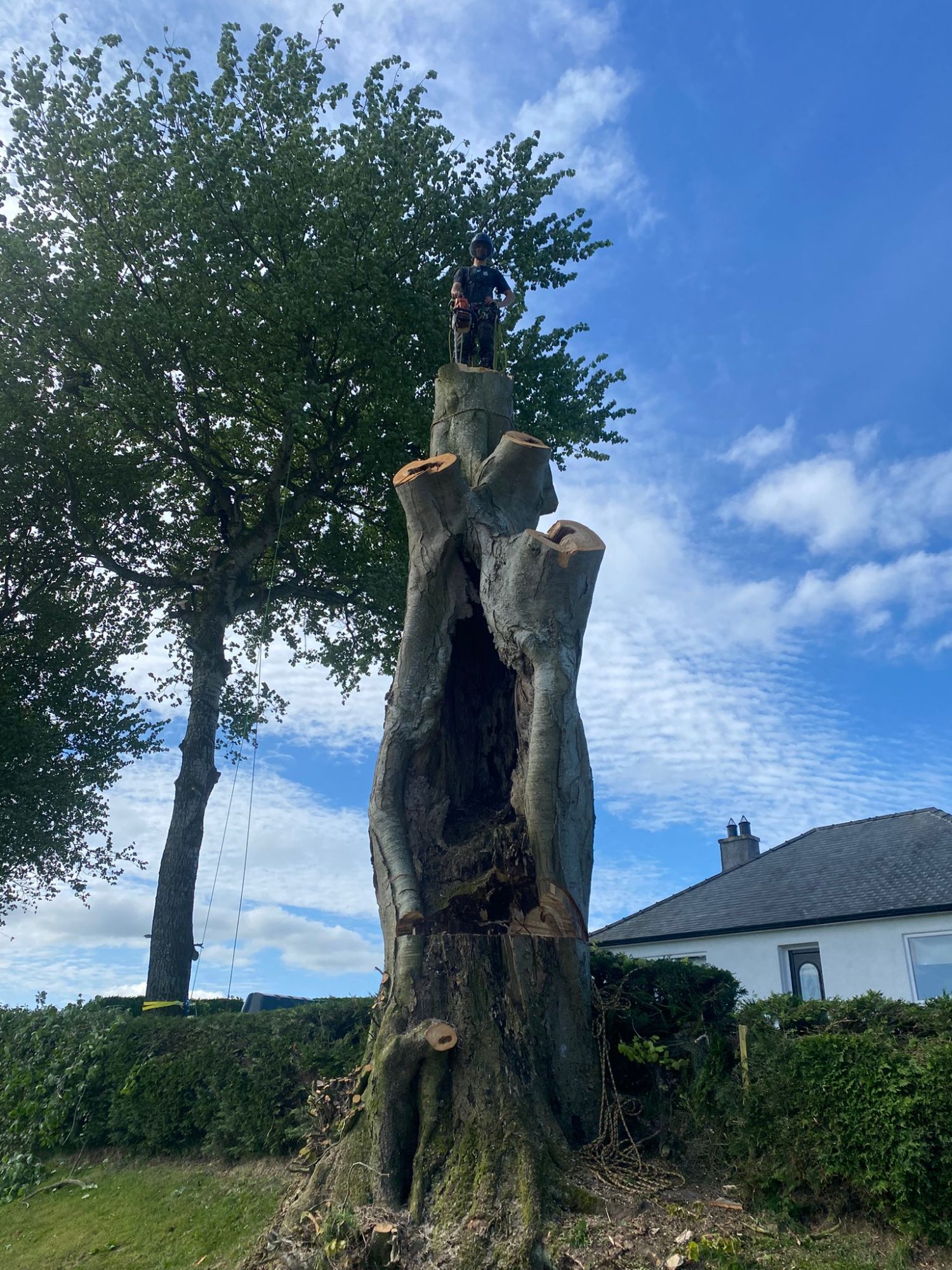 Arborist on sectioned trunk