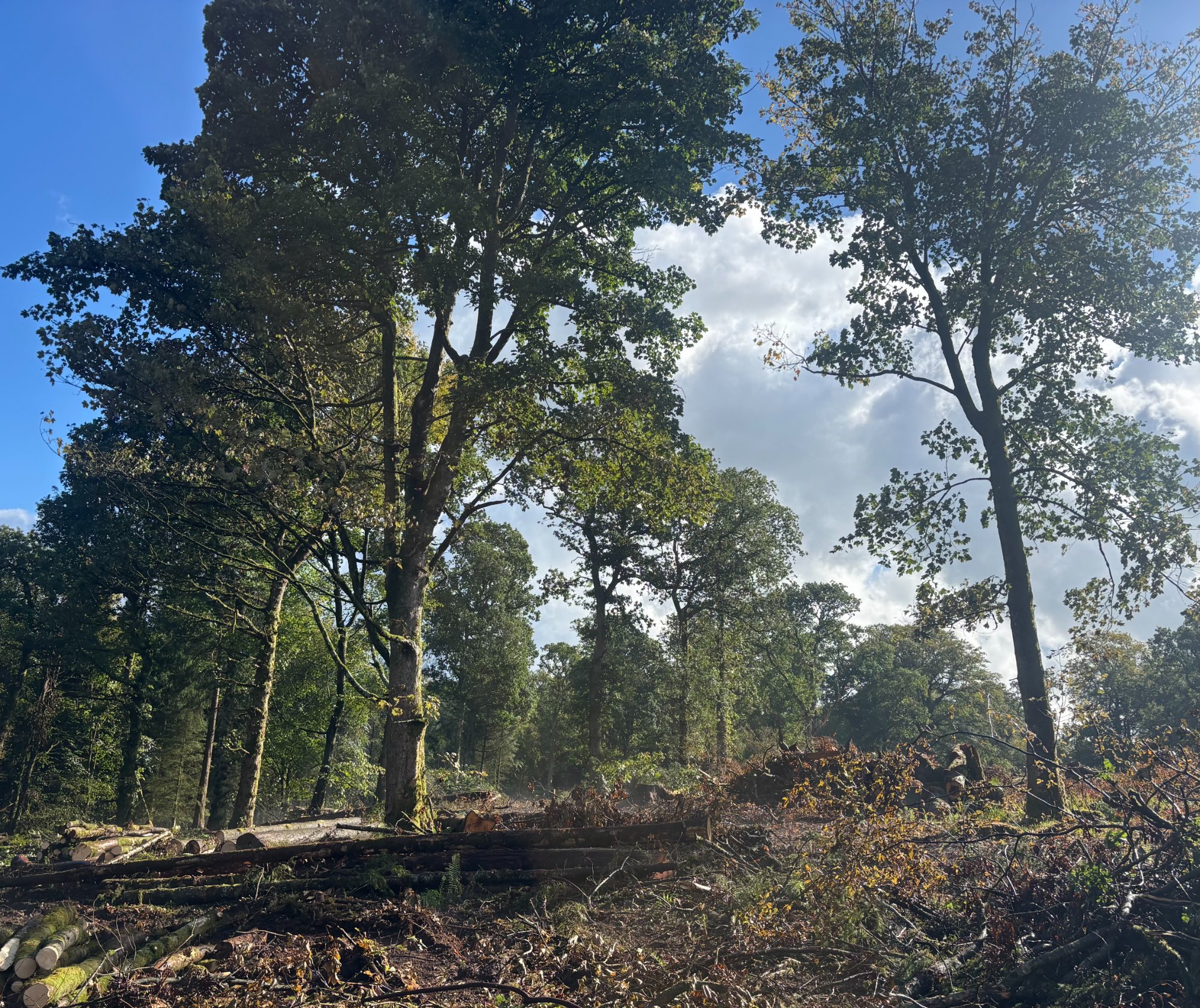 Woodland clearance