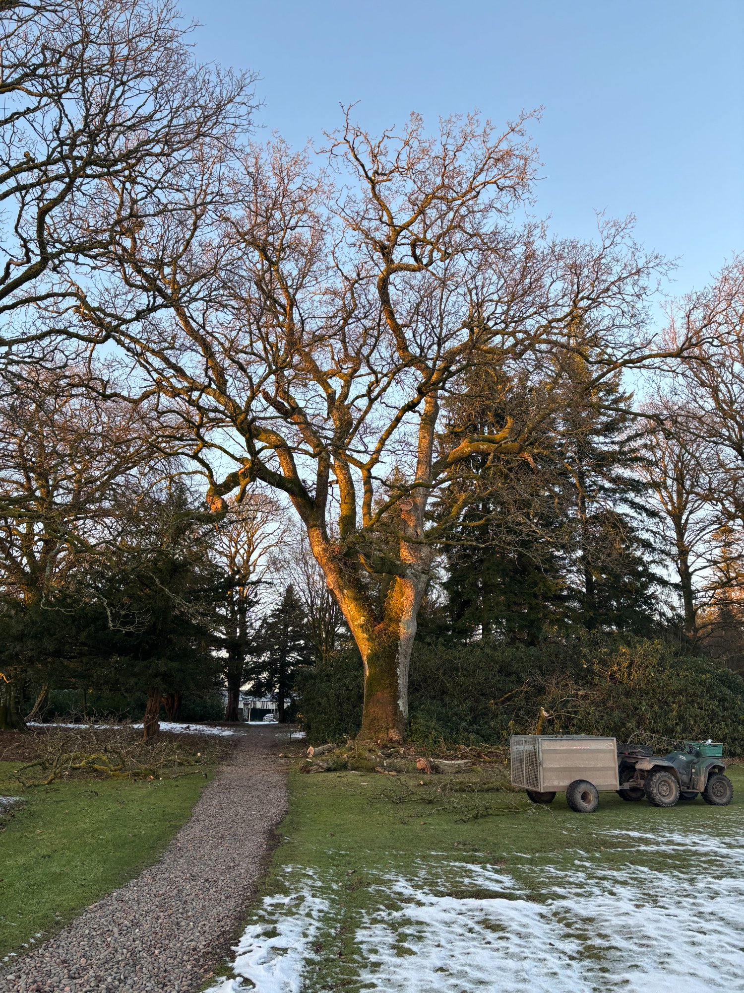 Crown management — winter oak