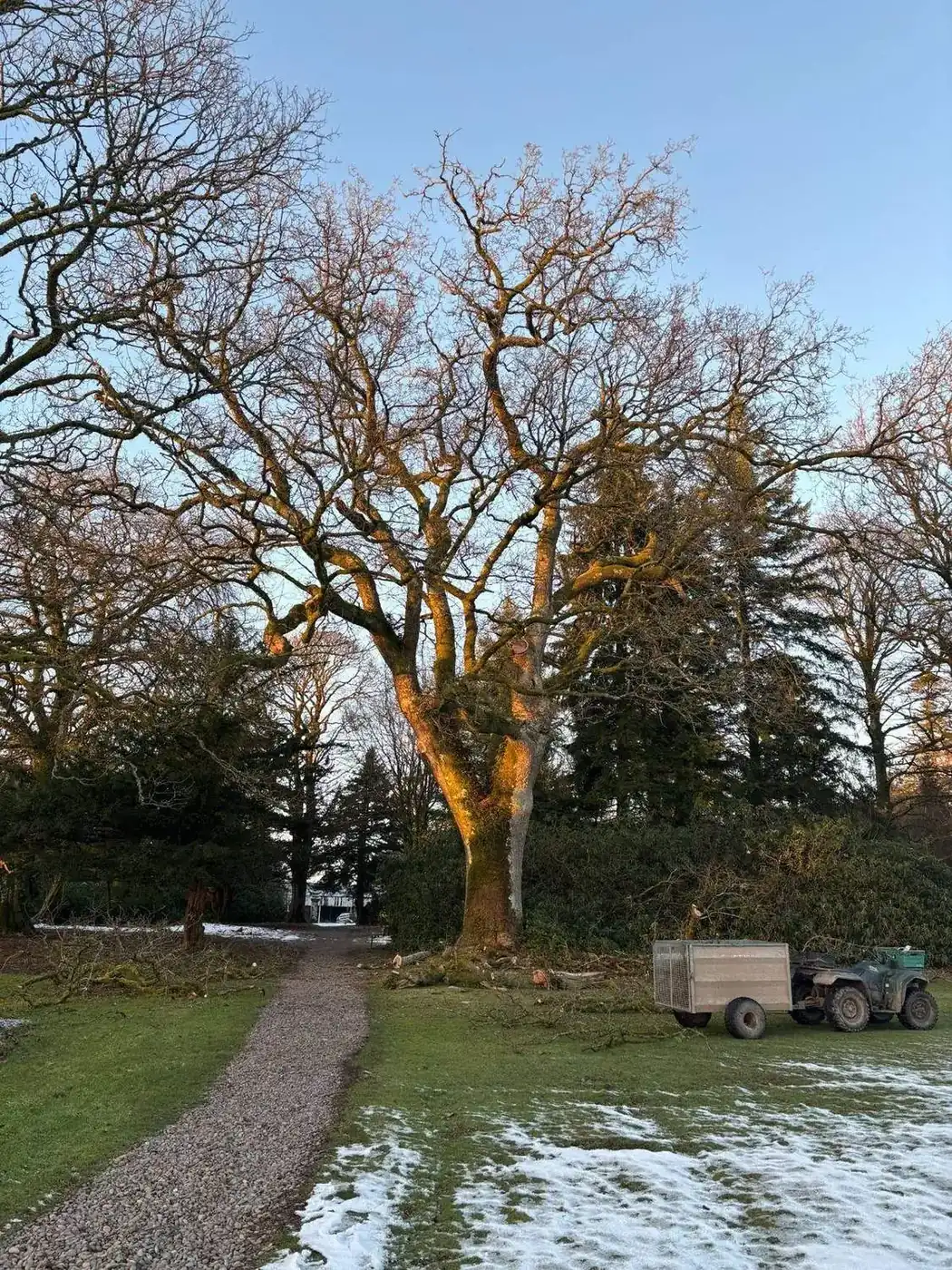 Crown management — winter oak