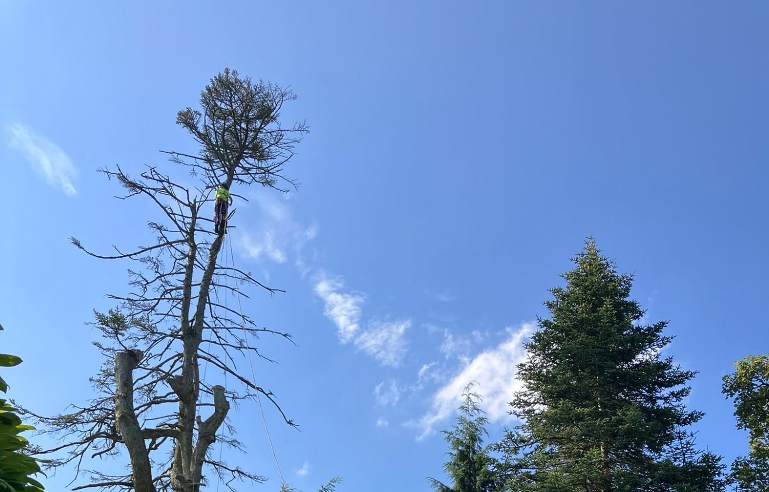 Climber at height — estate garden tree removal