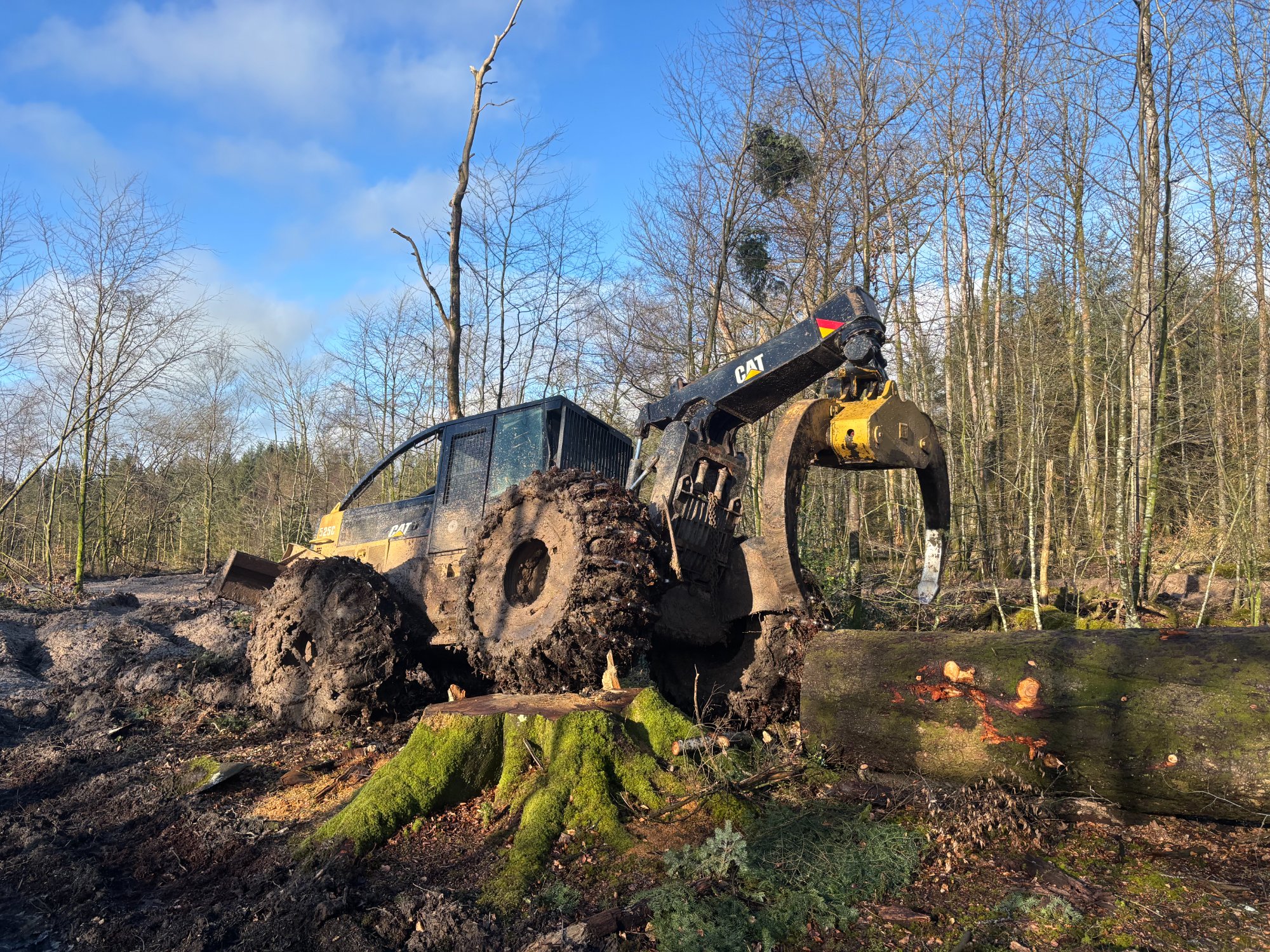 CAT skidder in woodland