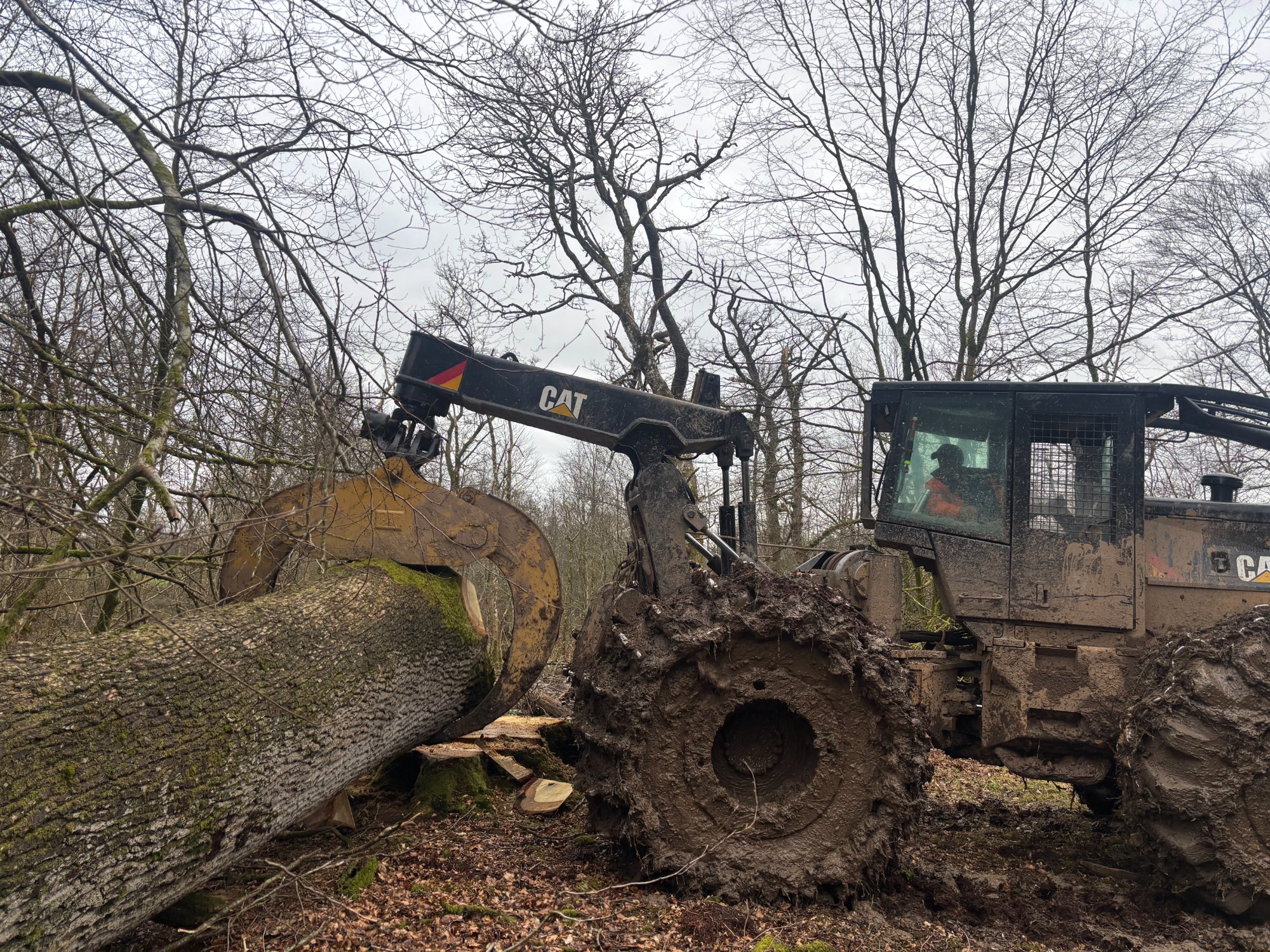 CAT skidder grappling large oak log