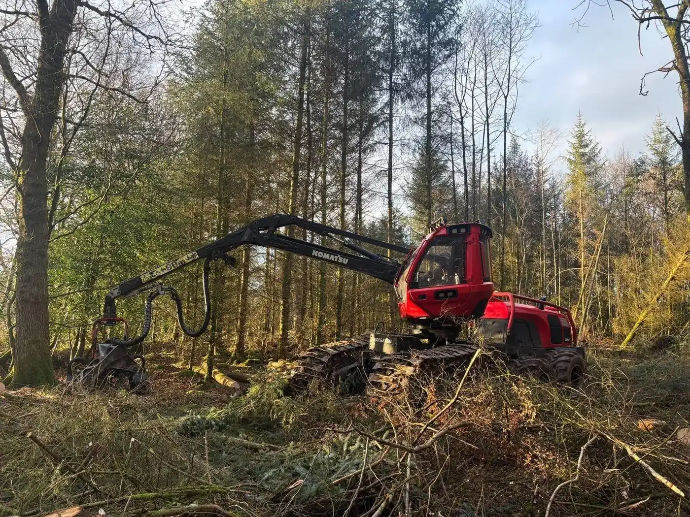Windblown timber harvested
