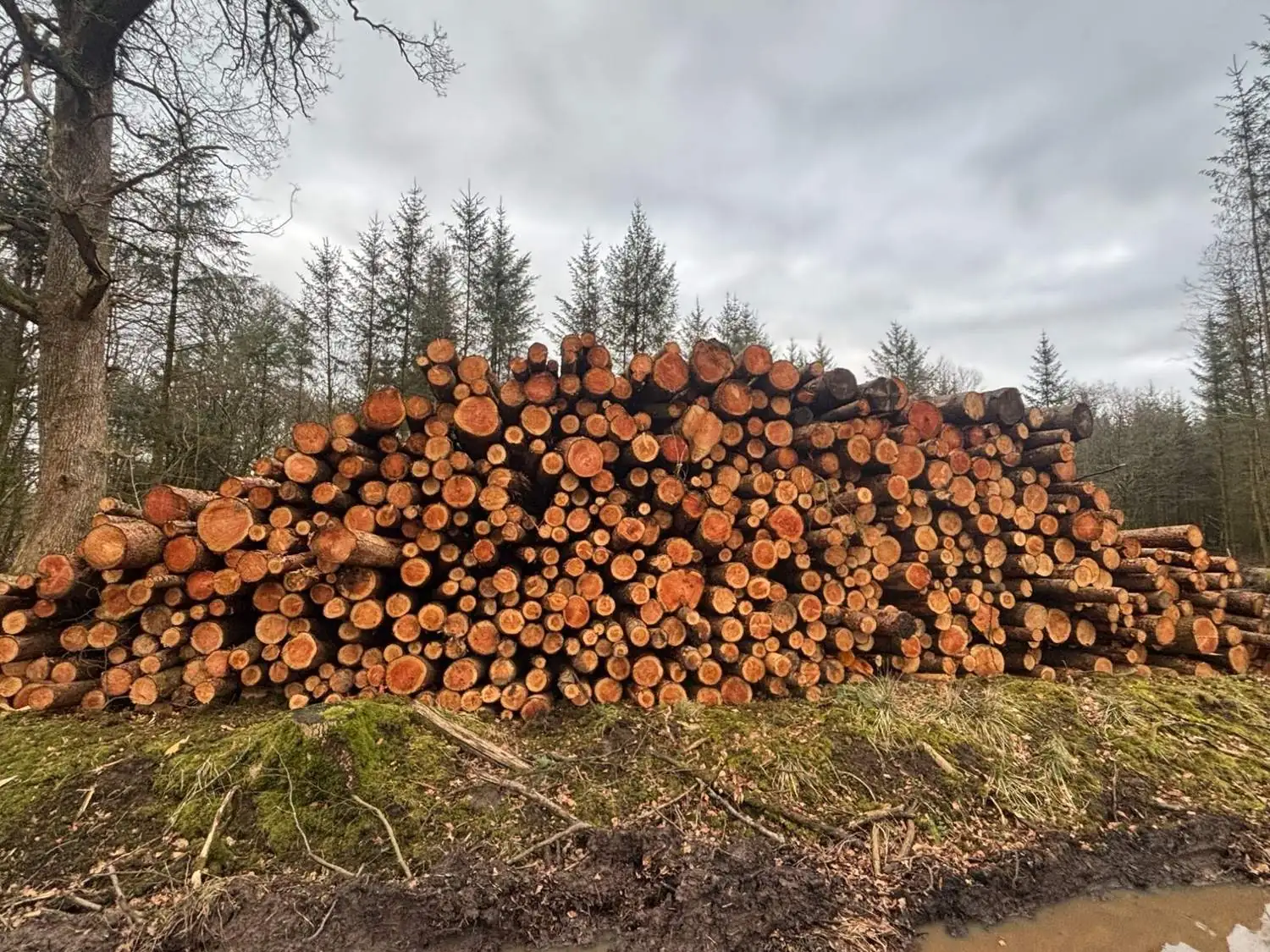 Softwood timber at roadside
