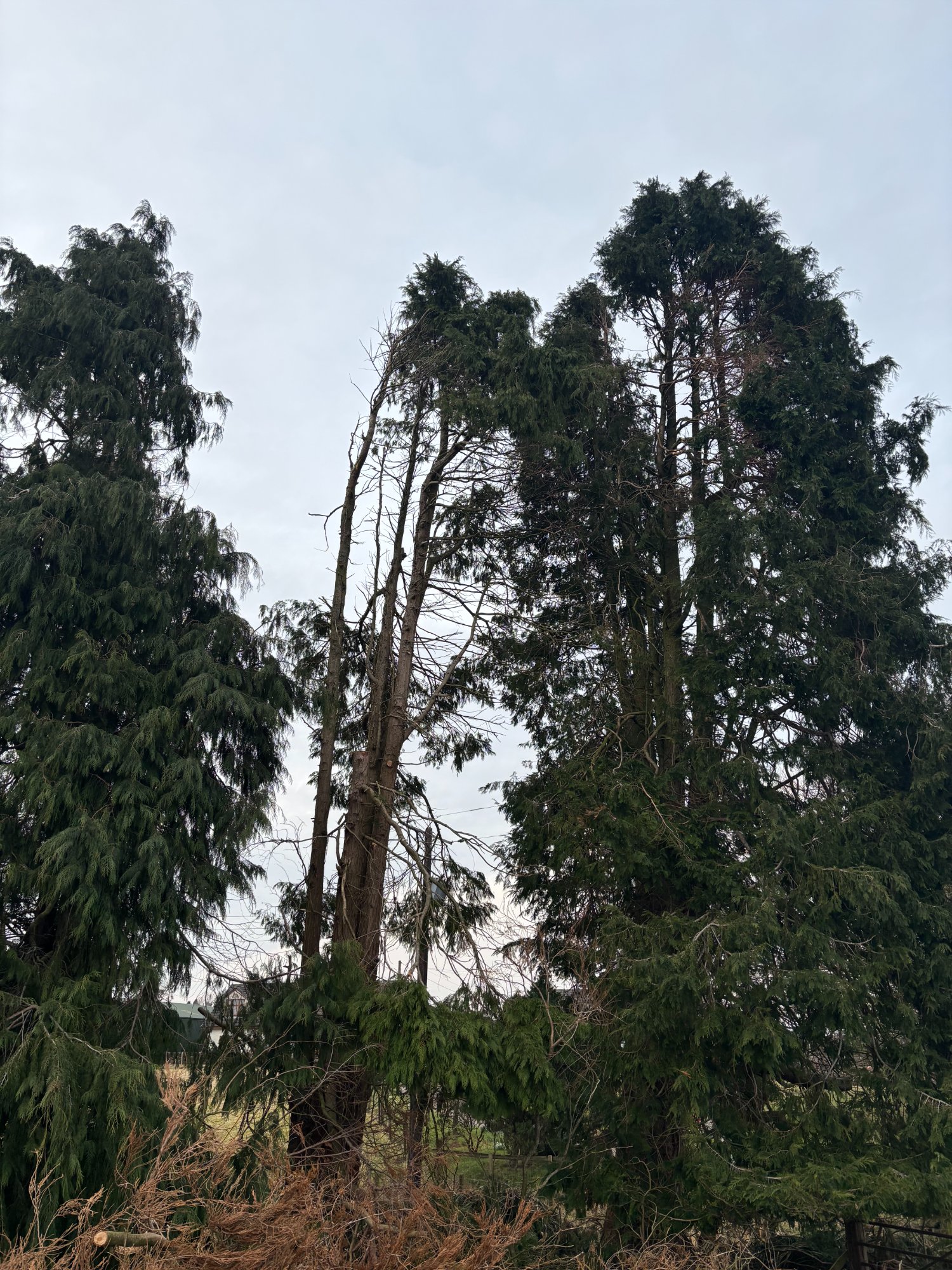 Storm damage site clearance — after