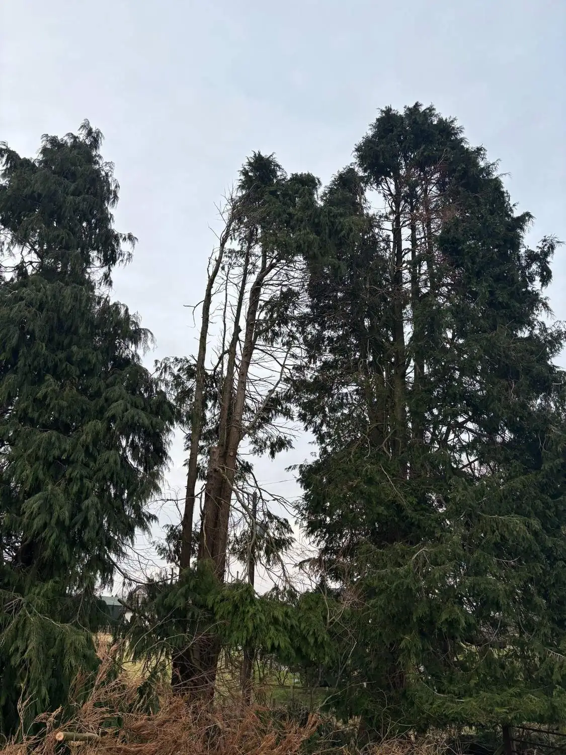 Storm damage clearance — after