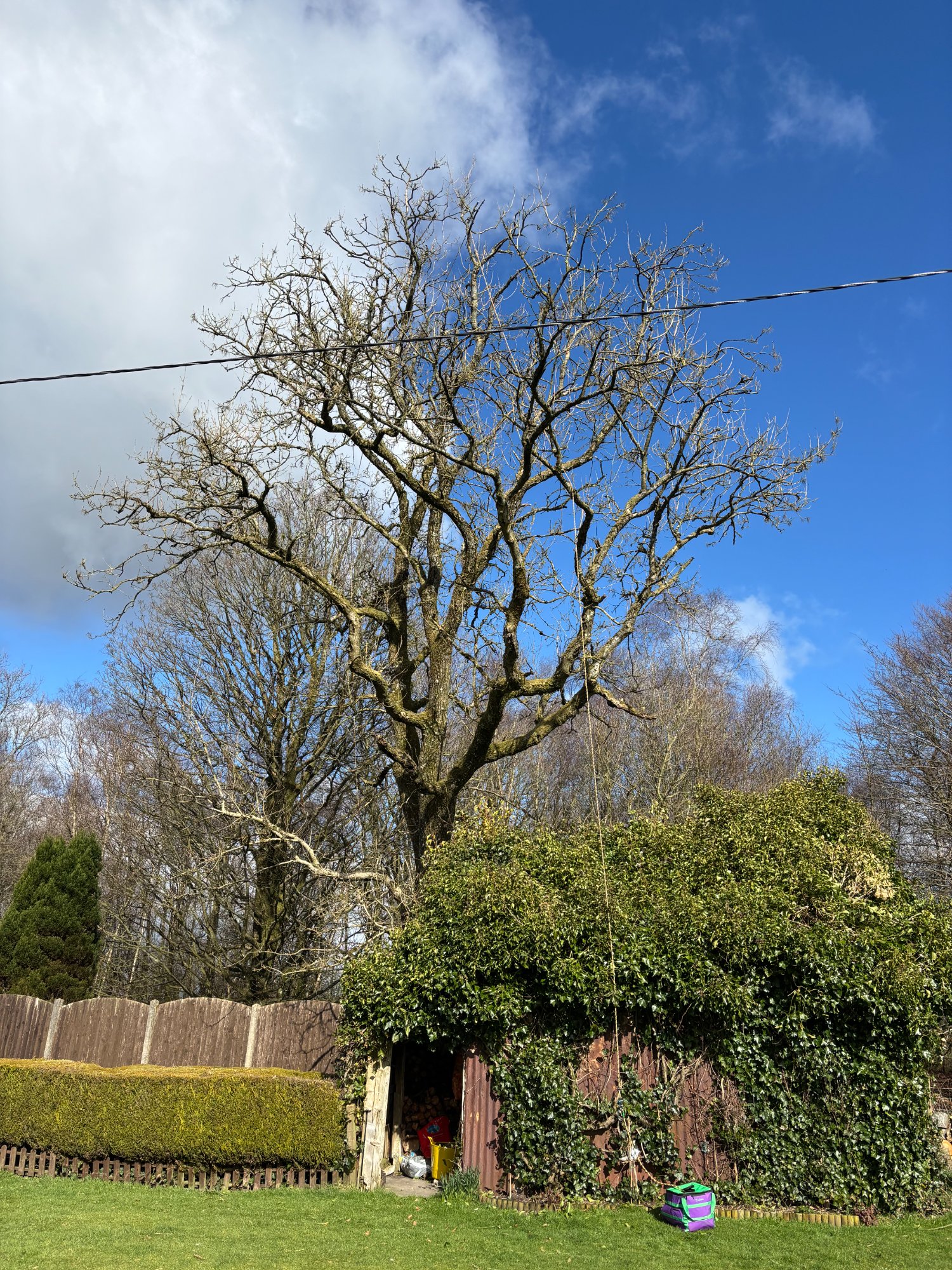 Ash dieback clearance — hazardous trees prior to removal