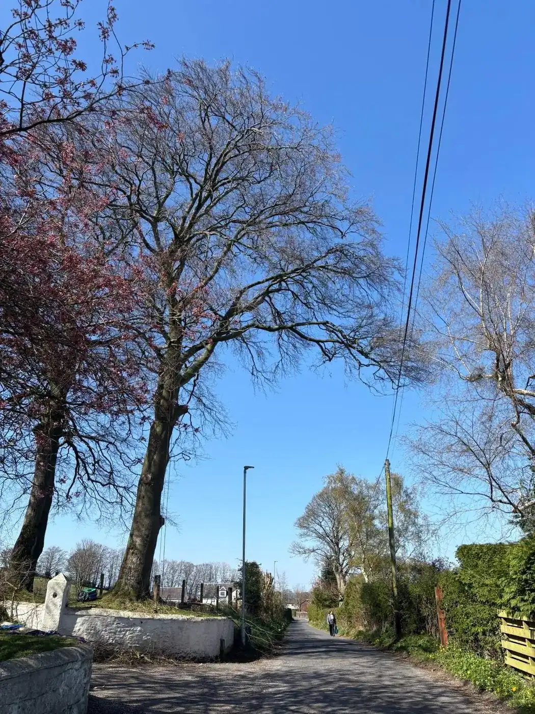 Beech tree uplift away from BT lines — after