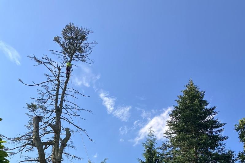 Estate tree removal Surrey