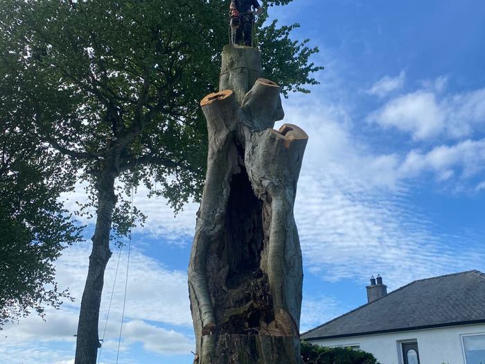 Large stump removal