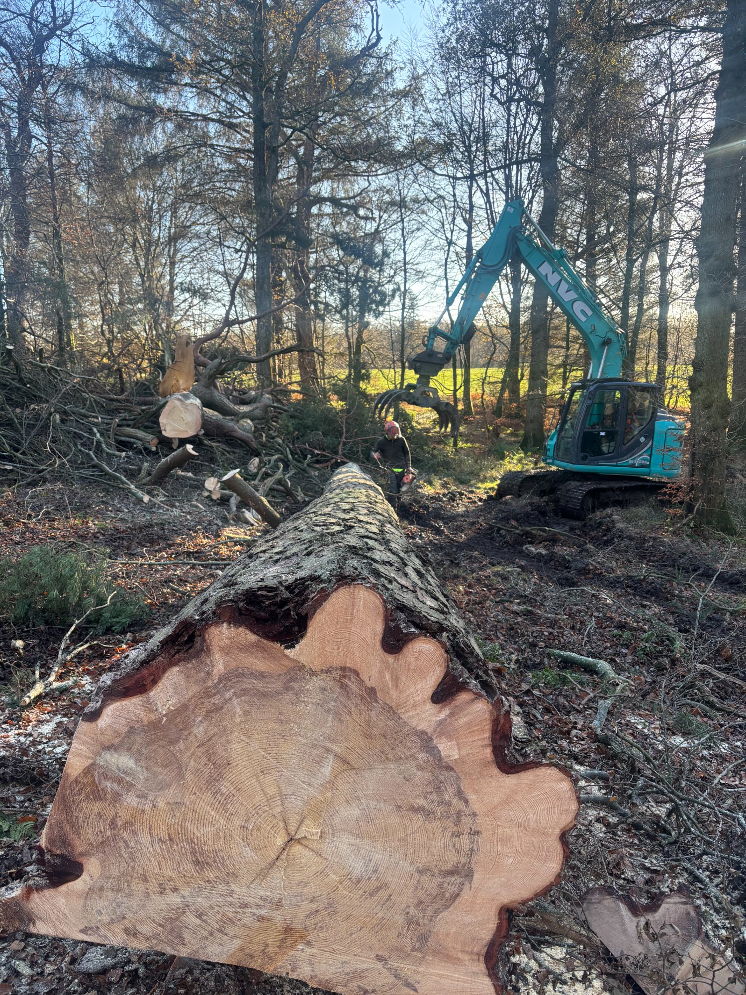 Scot's Pine felling with excavator