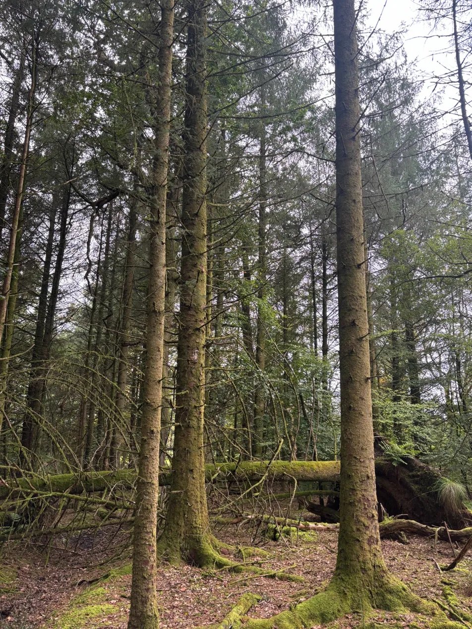 Standing timber — estate woodland