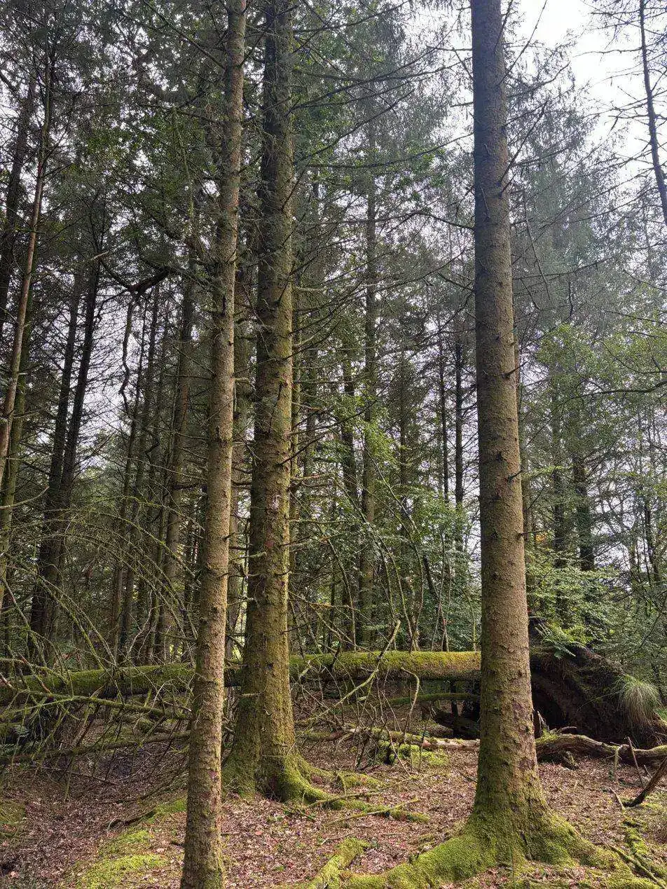 Standing timber assessed ahead of a felling licence application