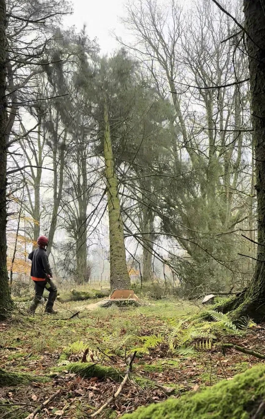 Thinning — woodland operations