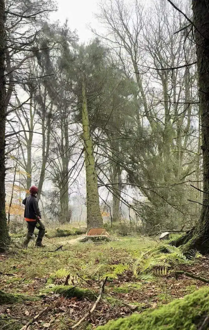Thinning — woodland operations